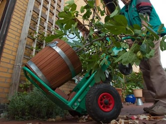 Sackkarren sind Gold wert beim Transportieren der schweren Pflanzenkübel. Aber ein Test zeigte: Nicht jedes Produkt hält das versprochene Gewicht aus. Foto: Kai Remmers