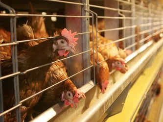 Käfighaltung: Legehennen auf einem Hof in Nordrhein-Westfalen. Foto: Roland Weihrauch/Archiv