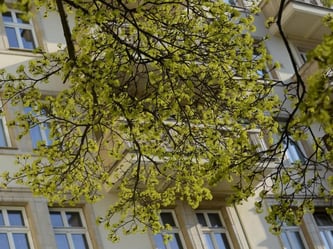 Bäume wie der Spitz-Ahorn verbreiten nun mal Pollen - Anwohner können daher in der Regel nicht verlangen, dass deswegen ein Straßenbaum gefällt wird. Foto: Andrea Warnecke