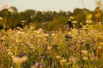 Solche Wiesen locken zum Beispiel Insekten an (Foto: Landrats-amt München)