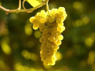 Nach Angaben der Marketingorganisation stehen rund die Hälfte aller Riesling-Reben weltweit in Deutschland. Foto: Fredrik von Erichsen