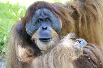  Orang-Utan (Symbolbild; Foto: pixabay.com / Wildfaces)
