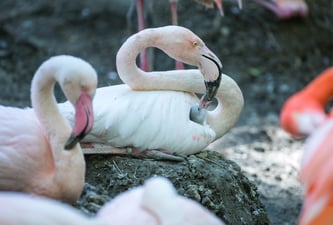 Ein Flamingo mit Küken im Tierpark Hellabrunn (Foto: Tierpark Hellabrunn / Marc Müller)