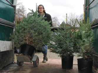 Kersten Scholz von der Baumschule Scholz im Ammerland bei Bad Zwischenahn schiebt einen Leih-Weihnachtsbaum mit Blumentopf in den Transporter. Erstmals setzt die Baumschule auf Nachhaltigkeit beim Weihnachtsbaumgeschäft. Foto: Ingo Wagner