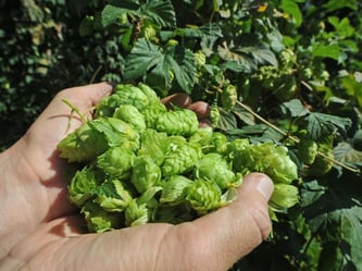 Trockenheit und Hitze bereiten den deutschen Hopfenbauern Sorgen. Sie stellen sich auf eine besonders schlechte Ernte in diesem Jahr ein. Foto: Armin Weigel