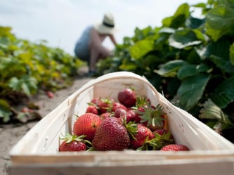 Wer während der Ferien als Erntehelfer tätig ist, muss keine Sozialversicherung zahlen, wenn die Arbeit auf drei Monate oder 70 Tage begrenzt bleibt. Foto: Klaus-Dietmar Gabbert