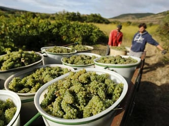 Der vom Menschen verursachte Klimawandel verändert einer Studie zufolge die Wetter-Formel für gute Weinernten in Frankreich. Foto: Guillaume Horcajuelo/Archiv