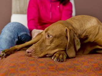 Eine Streicheleinheit für den Hund tut auch dem Menschen gut. Es hilft ihm, Stress abzubauen. Foto: Monique Wüstenhagen