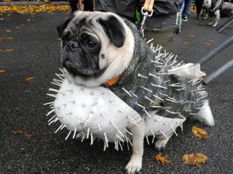 Auch Tiere werden in den USA für Halloween herausgeputzt. Dieser Hund trägt etwa ein Kugelfisch-Kostüm. Foto: Johannes Schmitt-Tegge