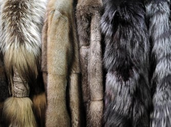 Echter Pelz lässt sich durch Pusten und Auseinanderziehen der Haare erkennen. Foto: Daniel Reinhardt