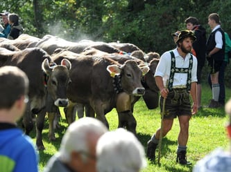 Ein Viehhirte treibt Rinder ins Tal. Foto: Stefan Puchner/Archiv