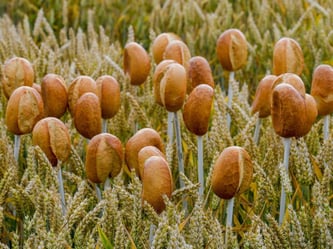 Deutschlands Bauern haben in diesem Jahr wenig Glück bei der Getreideernte. Foto: Axel Heimken/Archiv