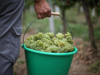 Mann trägt Eimer mit Weintrauben. Foto: Fredrik von Erichsen/Archiv