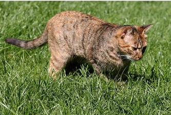 Katze auf Rasenfläche