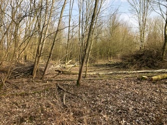 Lichter Wald mit geschlagenen Bäumen