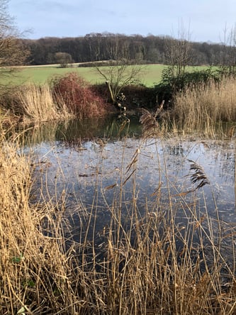 Teich mit Schilf am Ufer