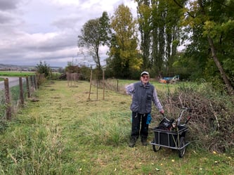 Wiese mit Obstbäumen am Straßenrand
