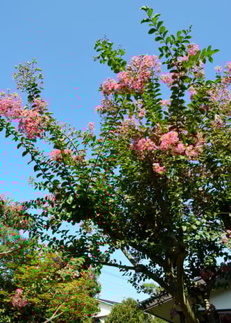 お庭のサルスベリ