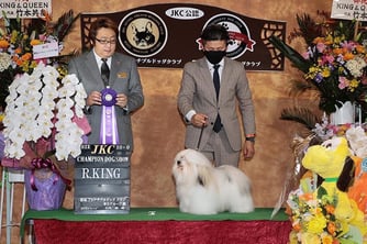 ハバニーズ 　ドッグショーチャンピオン ハバニーズ専門ブリーダー ブリリアントハバニーズ　モフモフ　可愛い犬