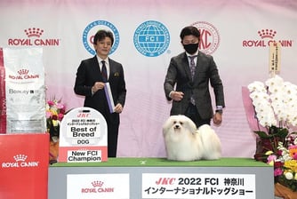 ハバニーズ ドッグショーチャンピオン ハバニーズ専門ブリーダー ブリリアントハバニーズ　モフモフ　可愛い犬