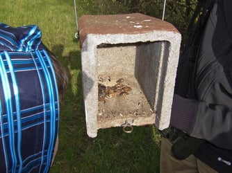 Am 18.04.2012 wurde im grünen Klassenzimmer in Schwieberdingen Heimberg ein Foto (Ralf Trinkmann) aufgenommen. Nistkasten zeigt Spuren von Mäuseaktivität mit angeknabberten Zwetschgenkernen, was Einblicke in das Nahrungssuchverhalten der Nagetiere bietet.