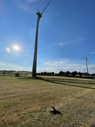 Toter Rotmilan unter dem Windrad im Windpark Hellenthal-Rescheid/Reifferscheid       Foto: Privat