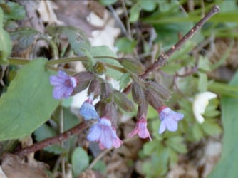 Geflecktes Lungenkraut Foto: Günter Lessenich/NABU Euskirchen