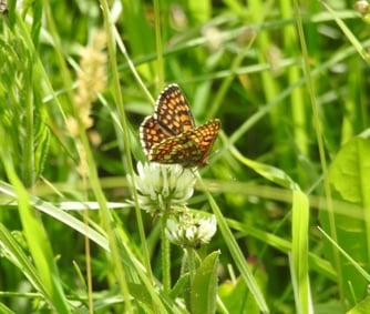 Wachtelweizen-Scheckenfalter Melitaea athalia (C) M.Zöller/NABU Euskirchen