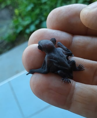 vom Muttertier verlassenes Baby