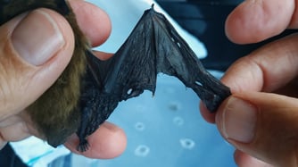 ein Katzenopfer, gebrochene Fingerknochen  und Flughautverletzungein Katzenopfer, gebrochene Fingerknochen  und Flughautverletzung