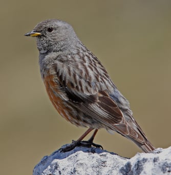 Foto: Dr. Christoph Moning 