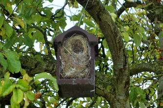 Typisches Nest eines Feldsperlings (Foto: Ursula Bias-Imhoff/NABU Preetz-Probstei)