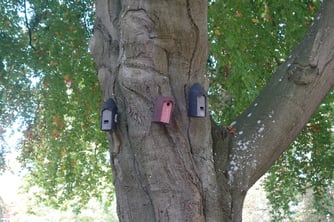 Fledermauskästen und Nistkasten an einem Baum (Foto: Ursula Bias-Imhoff/NABU Preetz-Probstei)