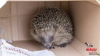 Kleiner Igel sitzt im Pappkarton
