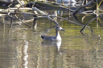 P1070250 Schnatterente (ml, Prachtkleid), mareca strepera, Foto: ©KBenedickt