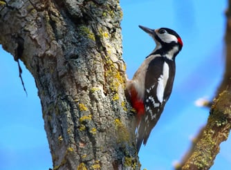 Buntspecht (ml) dendrocopos major, Foto: ©BStribrny