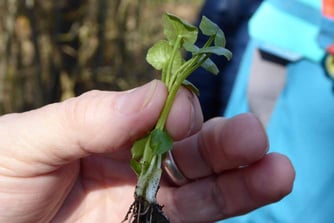 Scharbockskraut, ficaria verna, Foto: ©KBenedickt