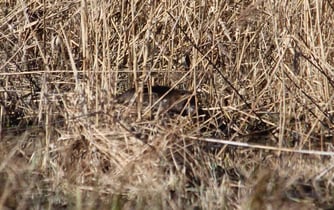 Wildschwein, sus scrofa, Foto:©HHerden