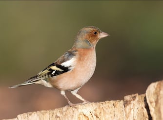 Foto: Buchfink Männchen, NABU Netz