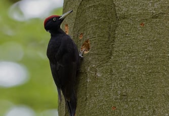 Foto: Schwarzspecht , NABU Regional lverband