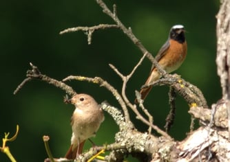 Gartenrotschwanz Stgt-Solitude, Weibchen (links) und Männchen