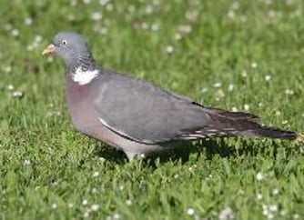 Foto: Ringeltaube, Michael Schmolz, NABU