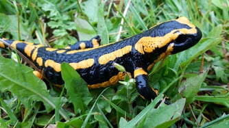 Foto: Feuersalamander, Markus Bosch