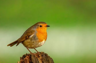 Foto: Rotkehlchen, NABU-Netz
