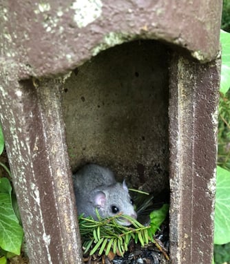 Foto: NABU Stuttgart, Emely Selonke