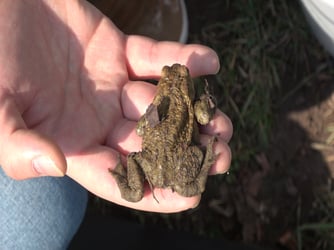 Foto: Erdkröte, NABU Stuttgart