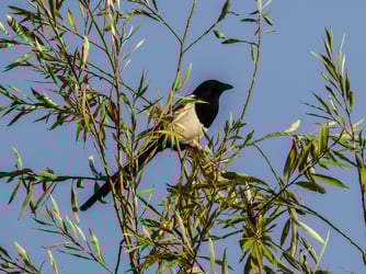 Foto: Elster, Kathy Büscher, NABU
