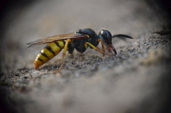 Foto: weiblicher Bienenwolf beginnt mit dem Höhlenbau