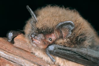 Foto: (NABU/D. Nill) Kleine Bartfledermaus
