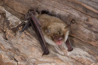 Foto: (NABU/D. Nill) Fransenfledermaus